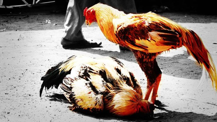 Chiến kê gà chọi khỏe mạnh với bộ lông bóng mượt và dáng đứng oai phong