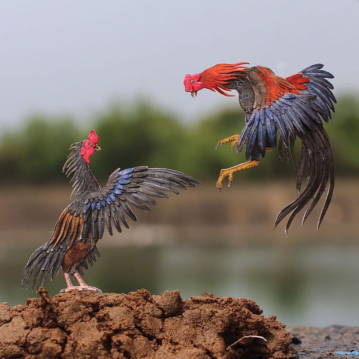 Gà Chọi Bị Sùi Bọt Mắt cần được chăm sóc và điều trị kịp thời để tránh biến chứng